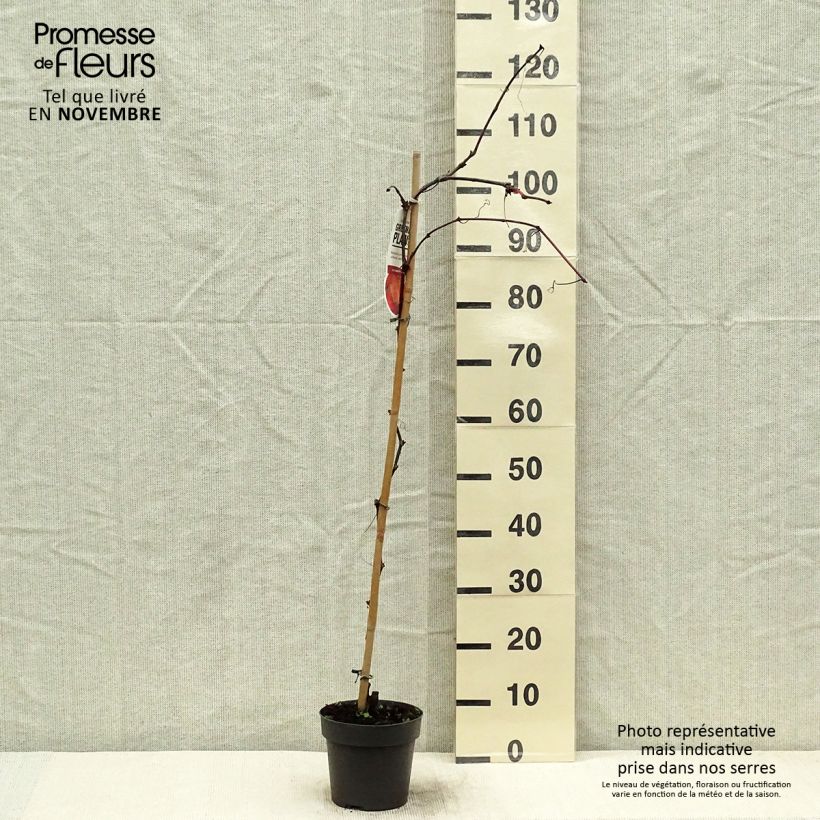 Ejemplar de Vitis coignetiae - Viña ornamental Maceta 2L/3L entregado en otoño