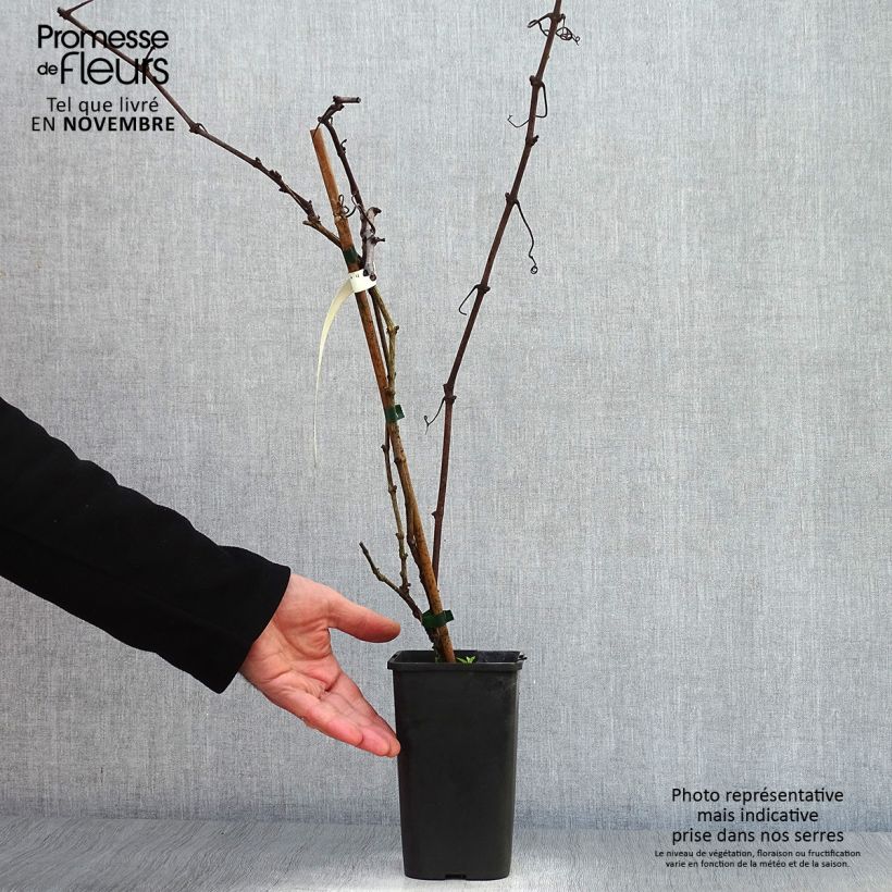 Ejemplar de Vid Incana Maceta 1,5L/2L entregado en otoño