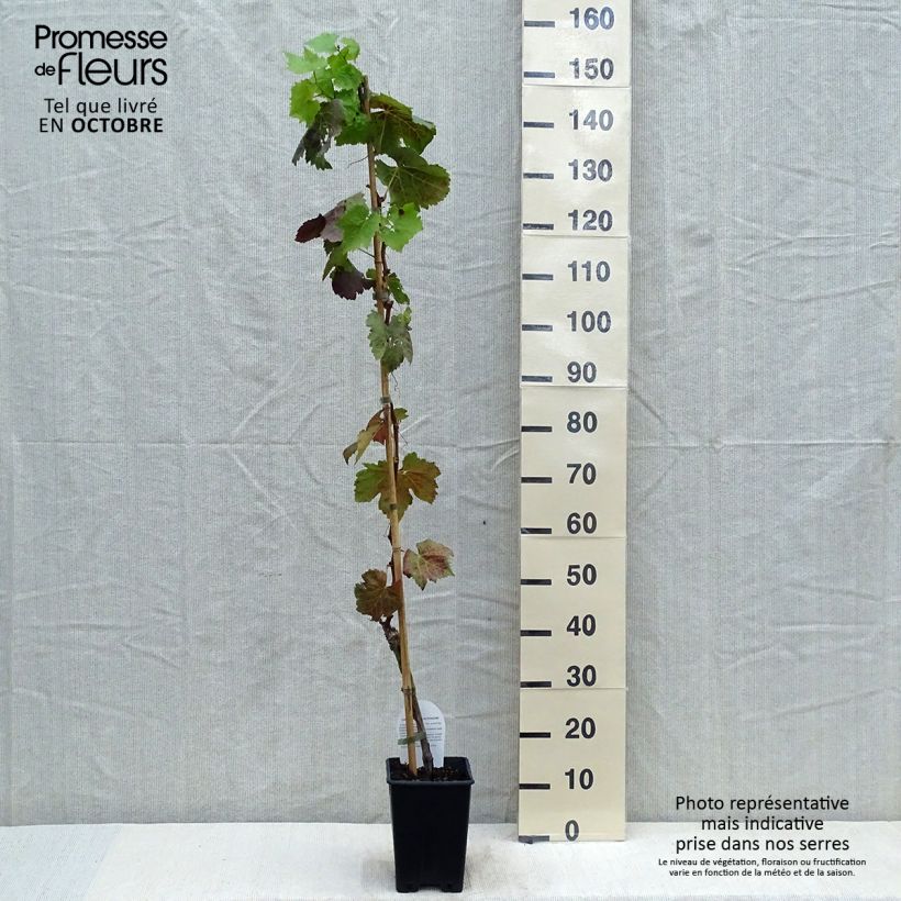 Ejemplar de Vid Aperina Nera Maceta 1,5L/2L entregado en otoño