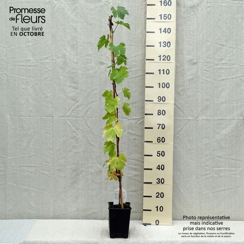 Ejemplar de Vid Aperina bianca Maceta 3L/4L entregado en otoño