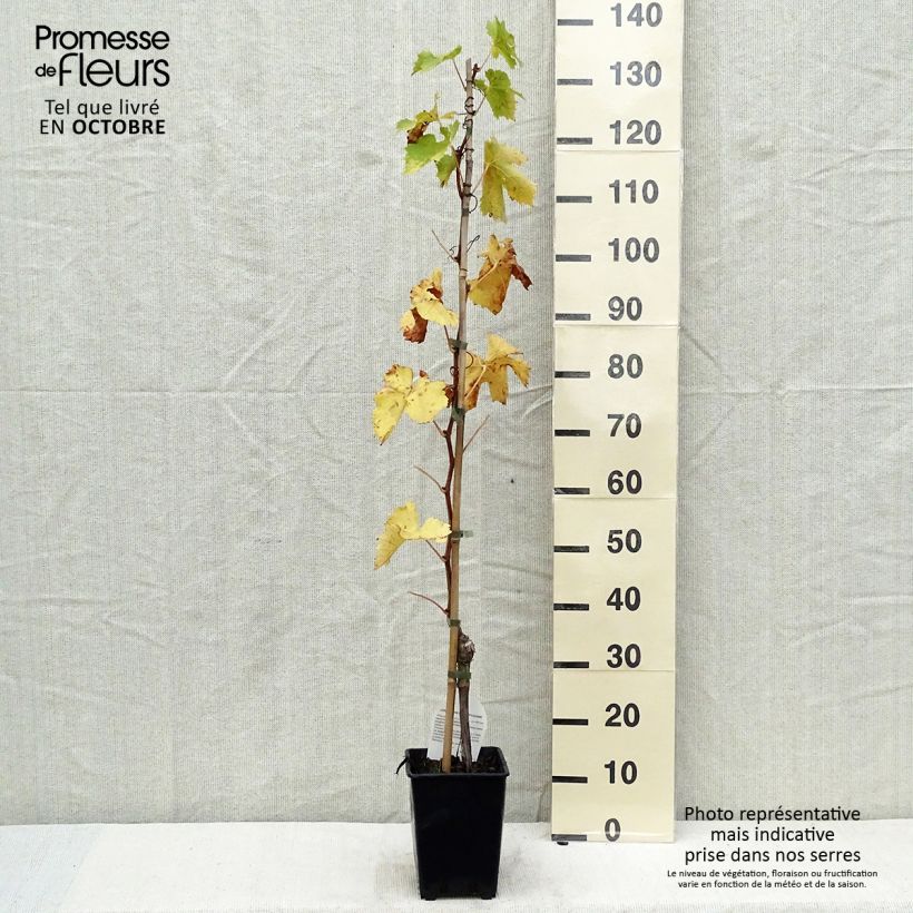Ejemplar de Vid Aperina Rossa Maceta 3L/4L entregado en otoño
