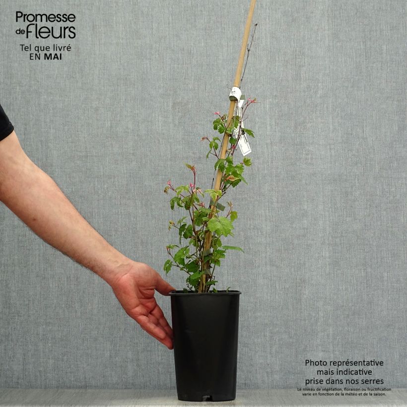Ampelopsis brevipedunculata Elegans - Bayas de porcelana Maceta 1,5L/2LAltura de entrega aprox. 30/40cm Ejemplar entregado en la primavera