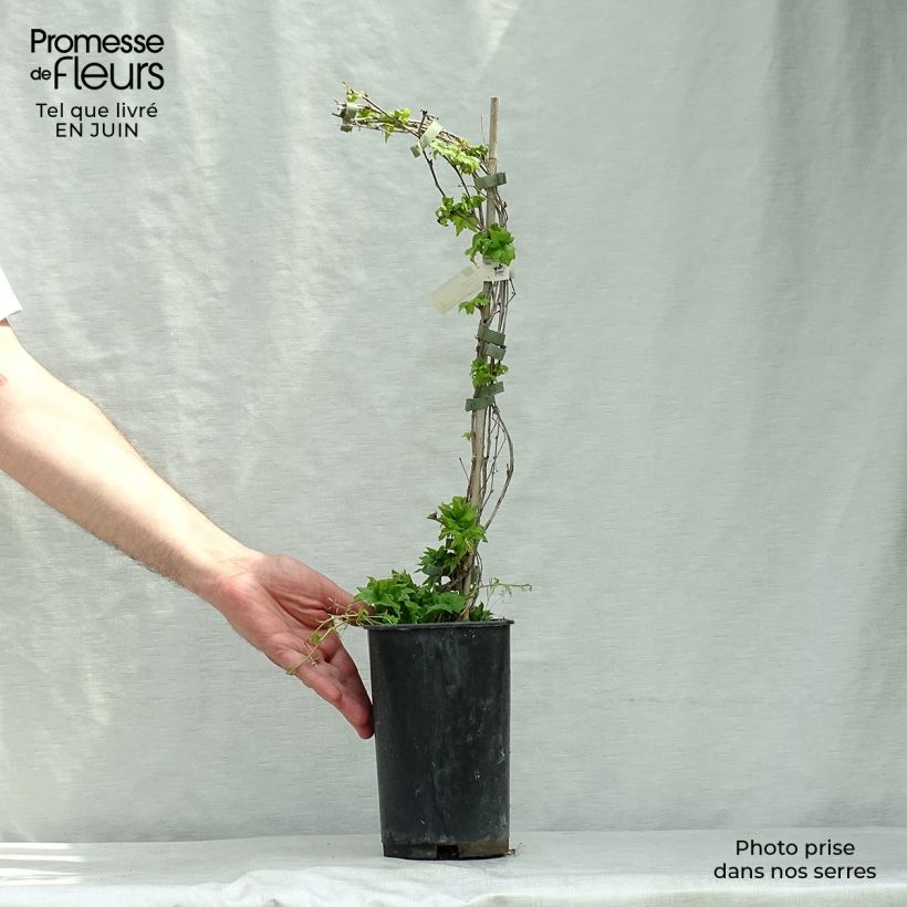 Ejemplar de Parthenocissus tricuspidata Lowii - Parra virgen Maceta 2L/3L entregado en verano