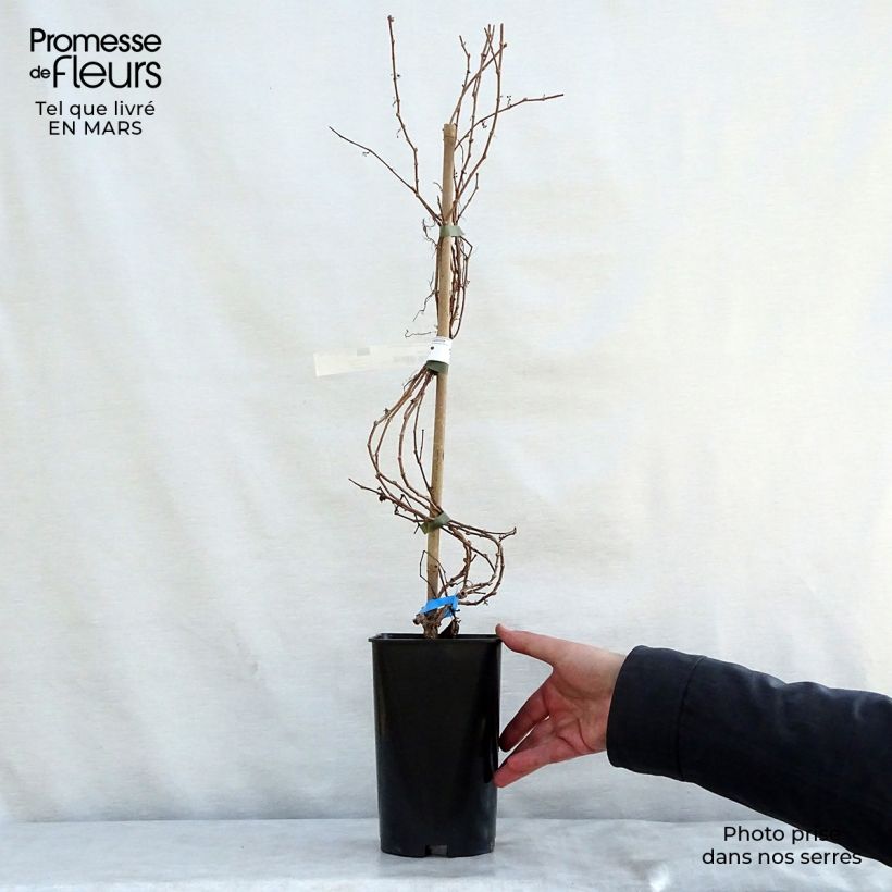 Parthenocissus tricuspidata Minutifolia - Parra virgen Maceta 2L/3LAltura de entrega aprox. 60/70cm Ejemplar entregado en la primavera