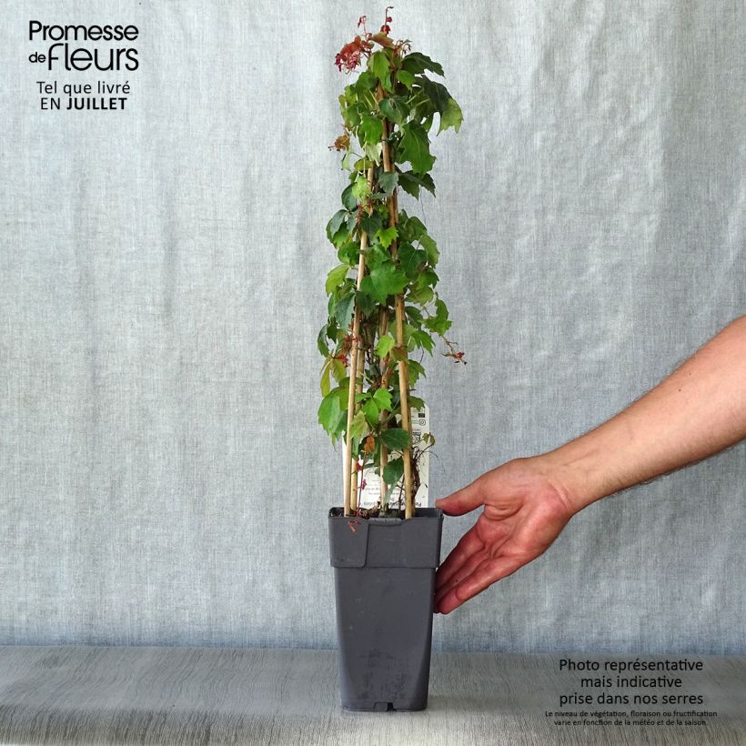 Ejemplar de Parthenocissus tricuspidata Veitchii - Parra virgen Maceta 2L/3L entregado en verano