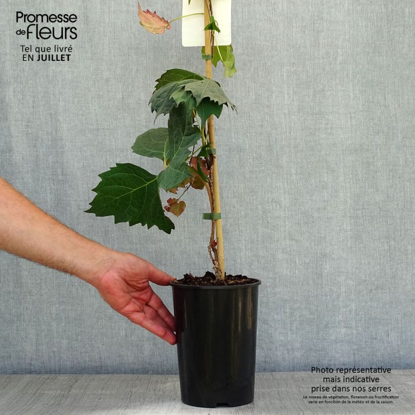 Ejemplar de Parthenocissus tricuspidata Atropurpurea - Parra virgen Maceta 2L/3L entregado en verano