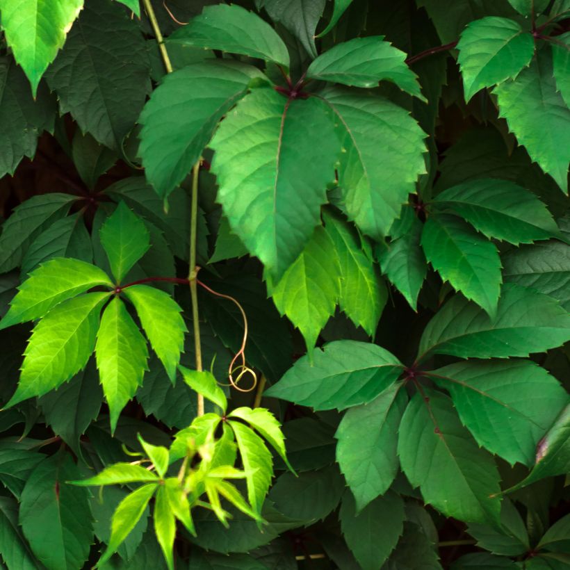 Parthenocissus viteacea - Enredadera de matorral (Follaje)