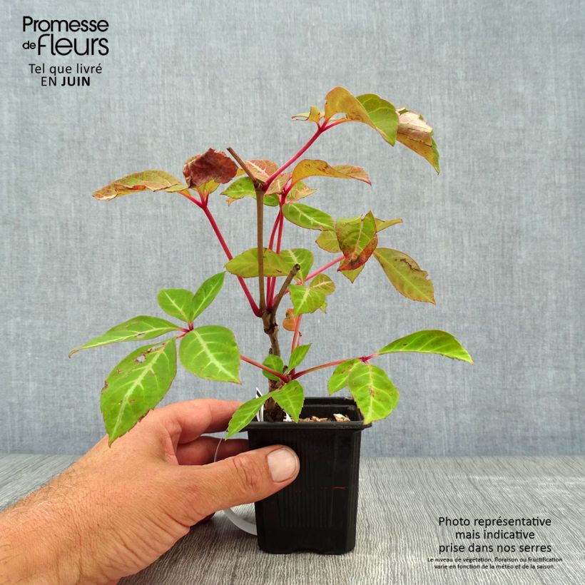 Ejemplar de Parthenocissus henryana Maceta de 8/9 cm entregado en verano
