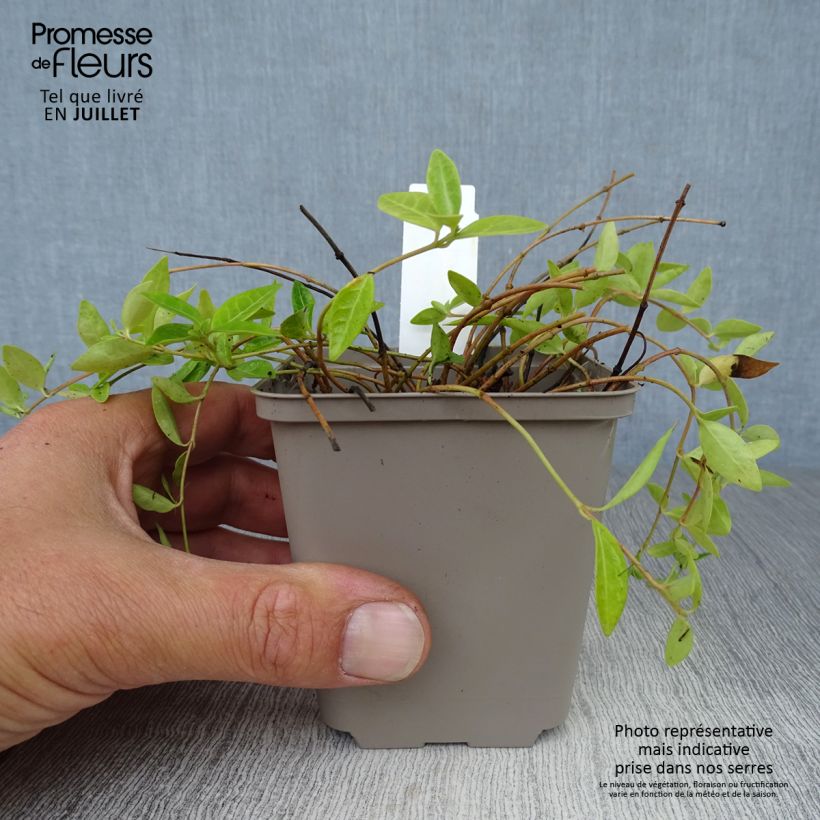 Ejemplar de Vinca minor Anna - Petite pervenche Anna Godet de 9cm entregado en verano