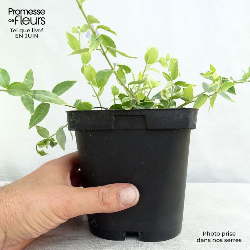 Ejemplar de Vinca minor Argenteovariegata - Pervenche panachée à petites fleurs Pot de 2L/3L entregado en verano