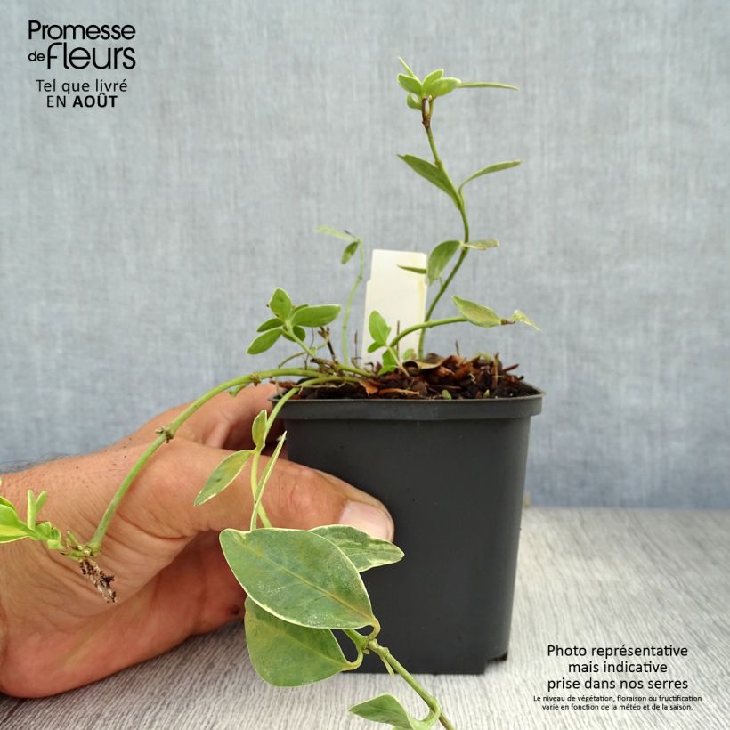 Ejemplar de Vinca minor Argenteovariegata - Pervenche panachée à petites fleurs Godet de 9cm entregado en verano