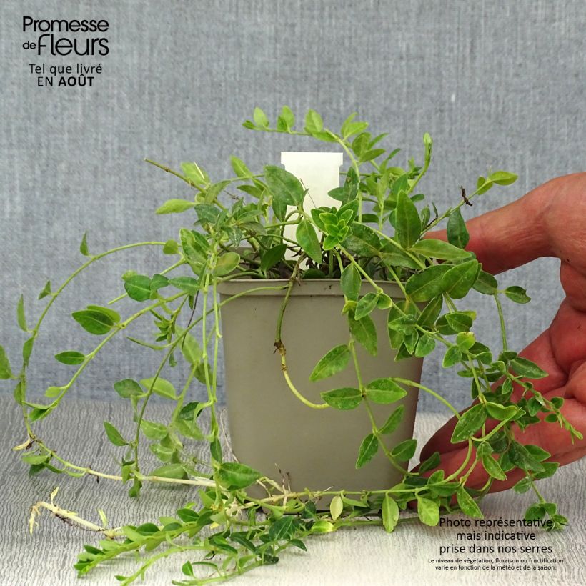 Ejemplar de Vinca minor Elisa - Pervenche à petites fleurs Godet de 9cm entregado en verano