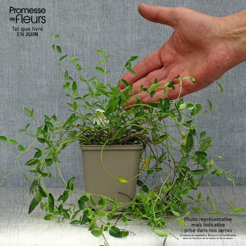 Ejemplar de Vinca minor Josefine - Petite pervenche Godet de 9cm entregado en verano