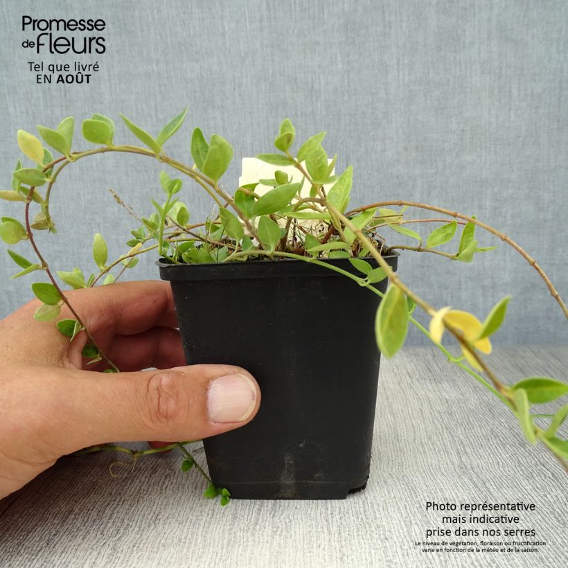 Ejemplar de Vinca minor Marie Maceta de 8/9 cm entregado en verano