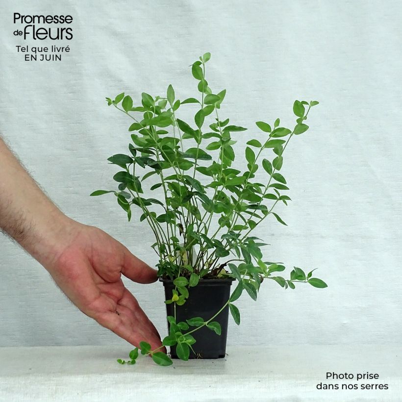 Ejemplar de Vinca minor- Petite pervenche en godet de 7 à 9 cm entregado en verano