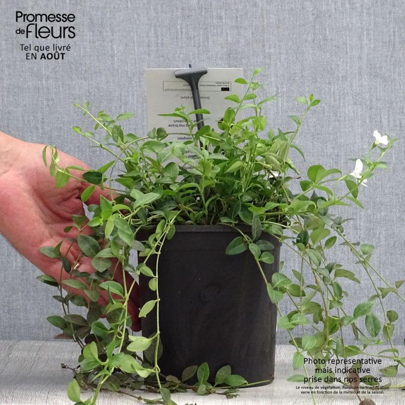 Ejemplar de Vinca minor Sebastian's Beste Maceta 2L/3L entregado en verano