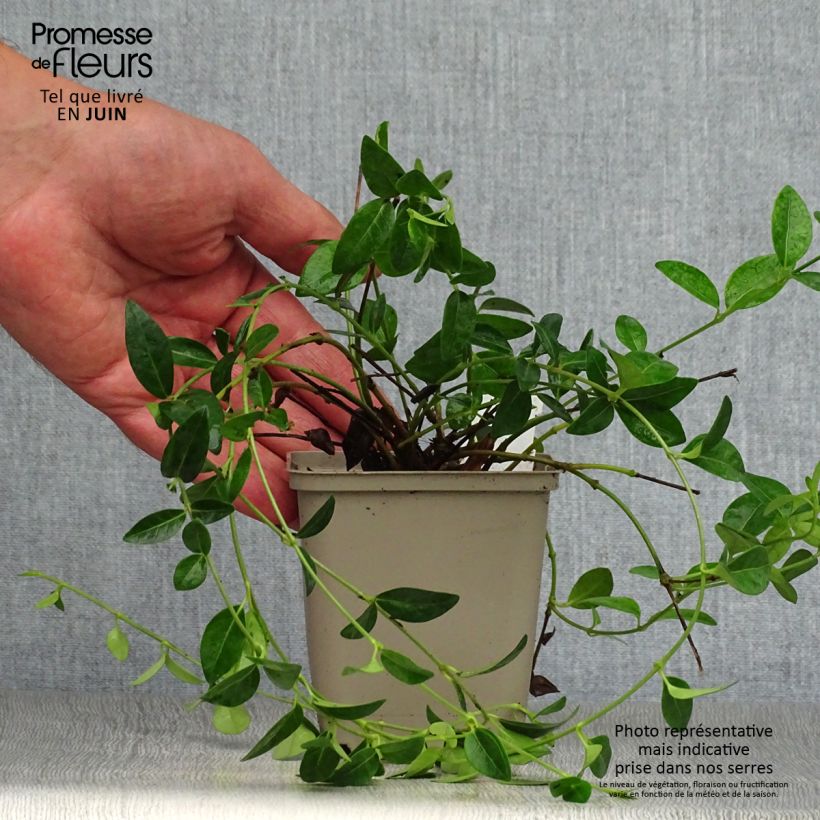 Ejemplar de Vinca minor White Power Maceta de 8/9 cm entregado en verano