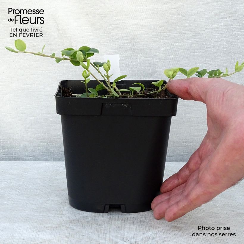 Vinca minor White Power Maceta 2L/3L Ejemplar entregado en invierno