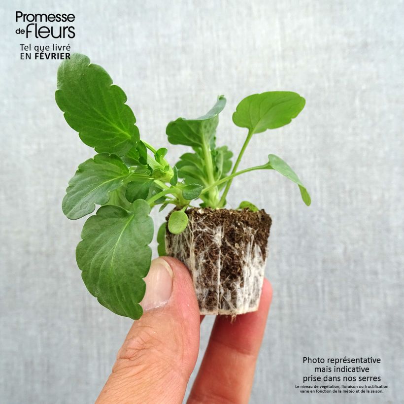Ejemplar de Viola cornuta F1 Prim Up Citrus Mix - Violeta Bandeja de semillero: cepellón 3,8 cm x 3,2 cm en bandeja de cultivo por 16 entregado en otoño