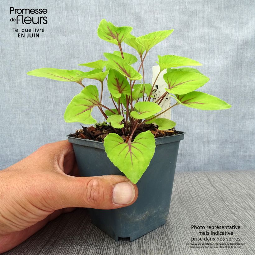 Ejemplar de Viola koreana Mars - Violeta Maceta de 8/9 cm entregado en verano