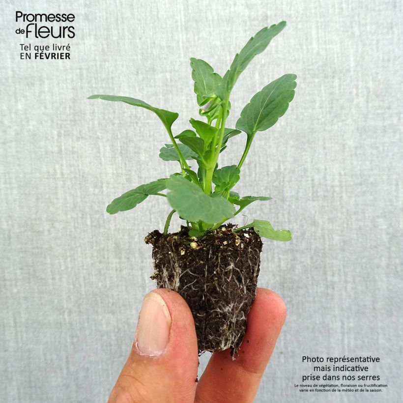 Ejemplar de Viola cornuta F1 Kitty Surprise - Violeta Bandeja de semillero: cepellón 3,8 cm x 3,2 cm en bandeja de cultivo por 16 entregado en otoño
