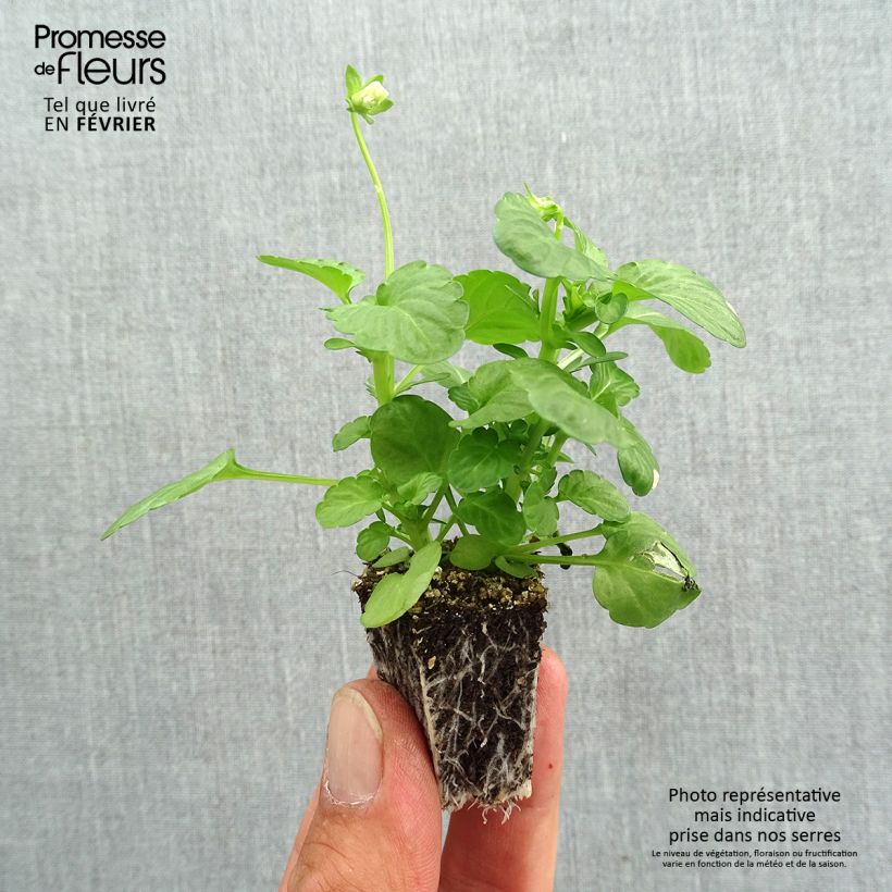 Ejemplar de Viola cornuta F1 Penny Blue - Violeta Bandeja de semillero: cepellón 3,8 cm x 3,2 cm en bandeja de cultivo por 16 entregado en otoño