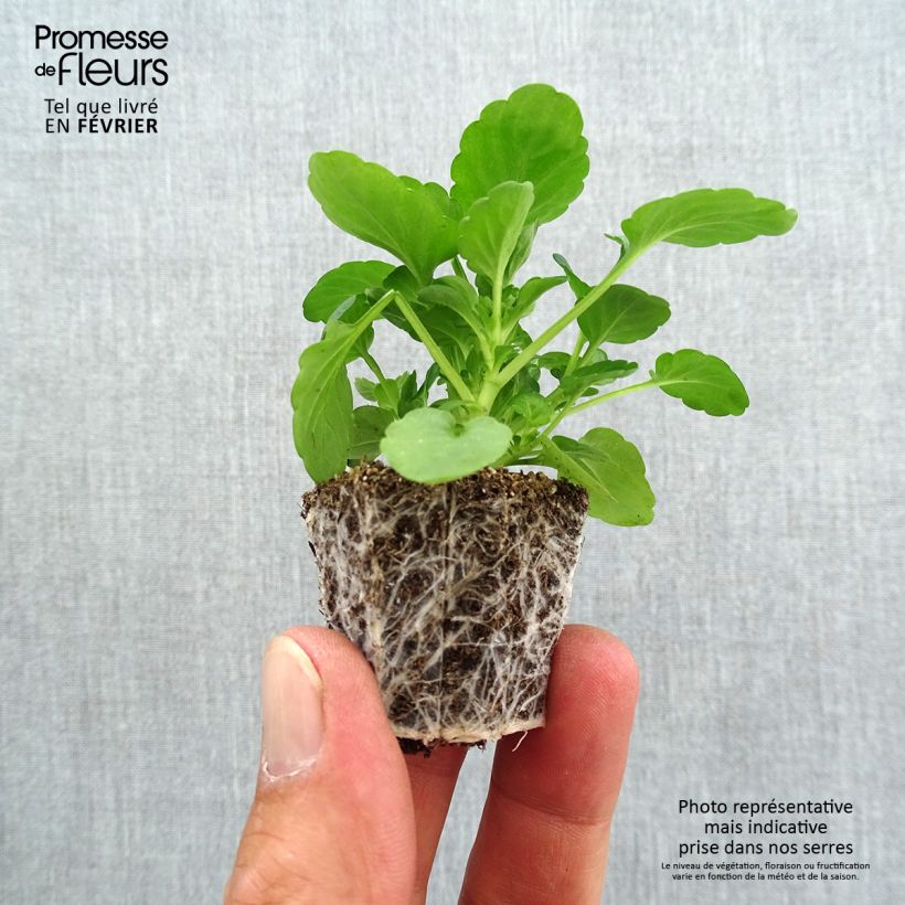 Ejemplar de Viola cornuta F1 Sorbet Black Delight - Violeta minicepellón: de 2,2 cm x 2 cm en bandeja de cultivo por 35 entregado en otoño
