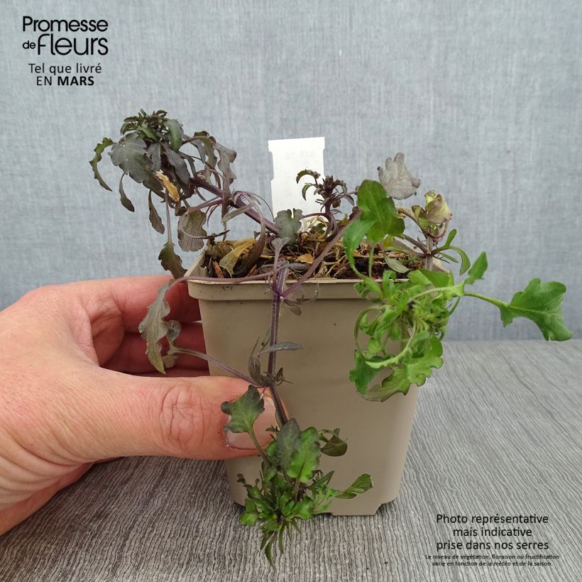 Viola corsica Maceta de 8/9 cm Ejemplar entregado en invierno