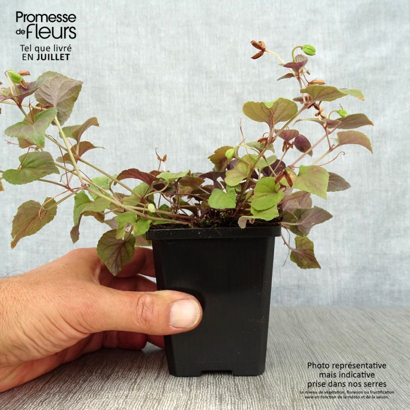 Ejemplar de Viola riviniana var. purpurea Maceta de 8/9 cm entregado en verano