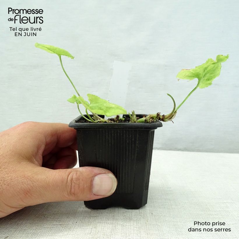 Ejemplar de Viola odorata Mrs Pinehurst - Violeta Maceta de 8/9 cm entregado en verano