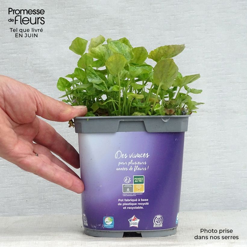 Ejemplar de Viola odorata Plena - Violeta Maceta 2L/3L entregado en verano
