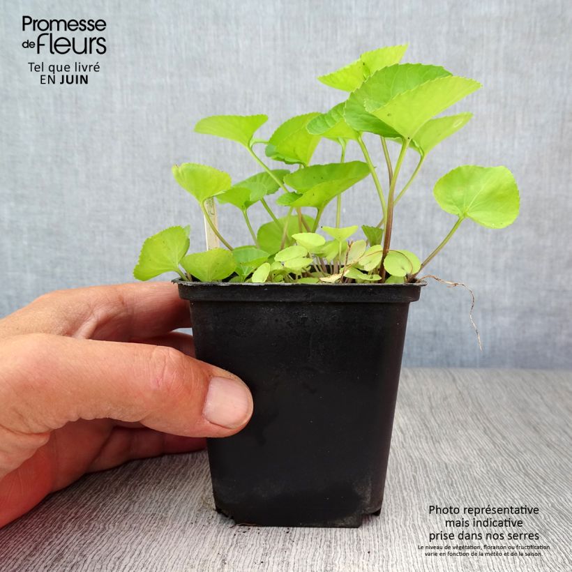 Ejemplar de Viola sororia Albiflora - Violeta Maceta de 8/9 cm entregado en verano