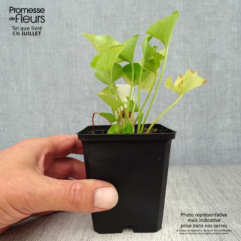 Ejemplar de Viola sororia Freckles - Violeta Maceta de 8/9 cm entregado en verano