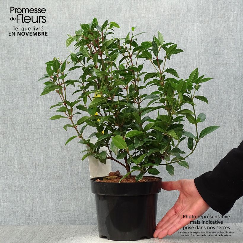 Ejemplar de Viburnum tinus Spirit - Durillo Maceta 1,5L/2L entregado en otoño