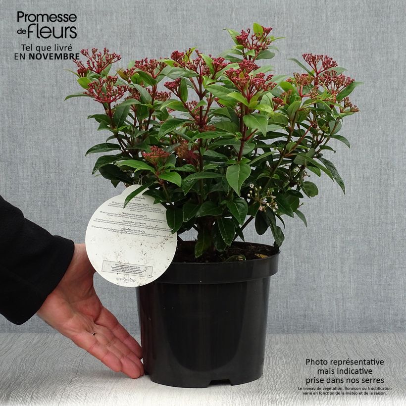Ejemplar de Viburnum tinus Spirit - Durillo Maceta 3L/4L entregado en otoño