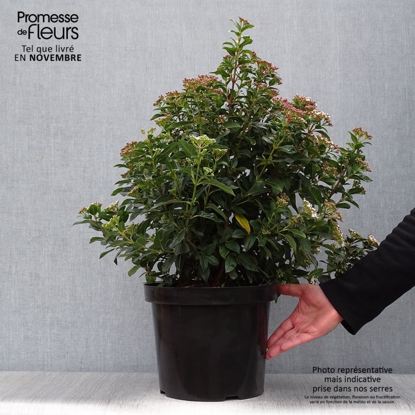 Ejemplar de Durillo - Viburnum tinus Maceta 7,5L/10L entregado en otoño