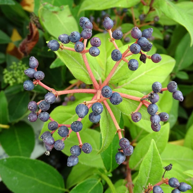 Durillo - Viburnum tinus (Cosecha)
