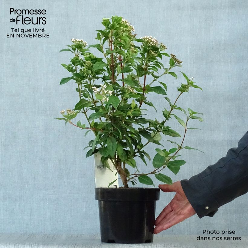Ejemplar de Durillo - Viburnum tinus Maceta 2L/3L entregado en otoño