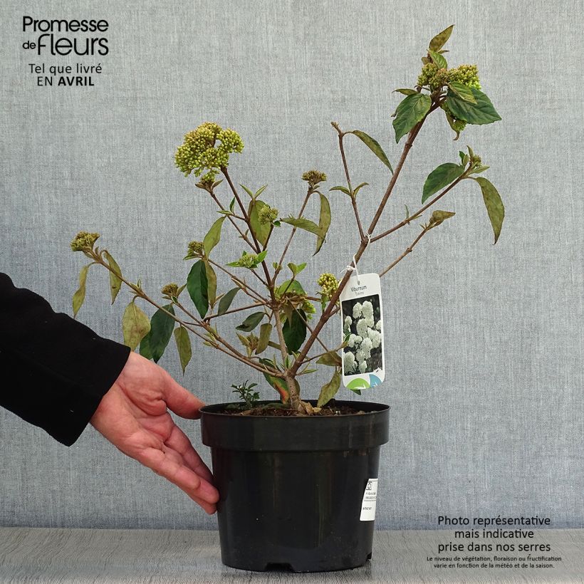 Viburnum utile Eskimo - Viburno Maceta 2L/3LAltura de entrega aprox. 30/40cm Ejemplar entregado en la primavera
