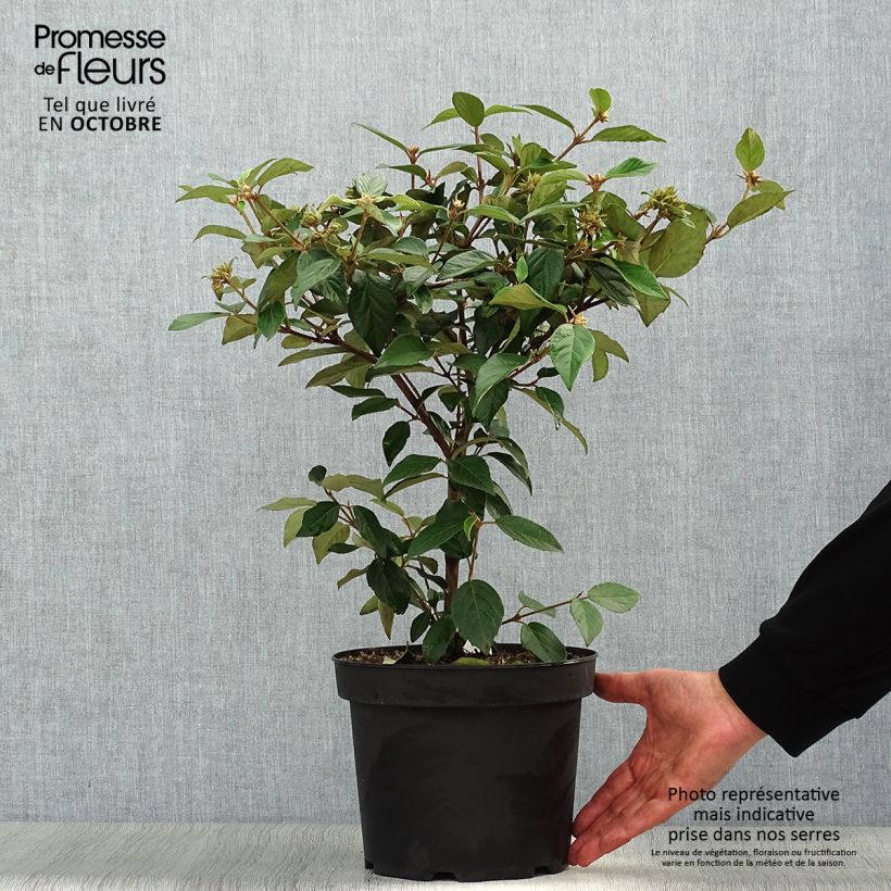 Ejemplar de Viburnum utile Eskimo - Viburno Maceta 4L/5L entregado en otoño