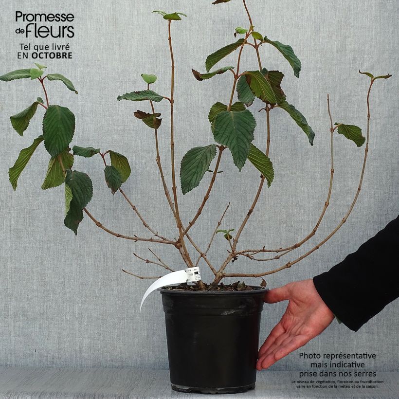 Ejemplar de Viburnum plicatum Mariesii Great Star - Viburno de China Maceta 4L/5L entregado en otoño