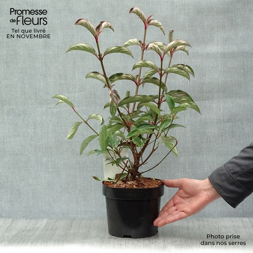 Ejemplar de Viburnum hillieri Winton - Viburno Maceta 3L/4L entregado en otoño