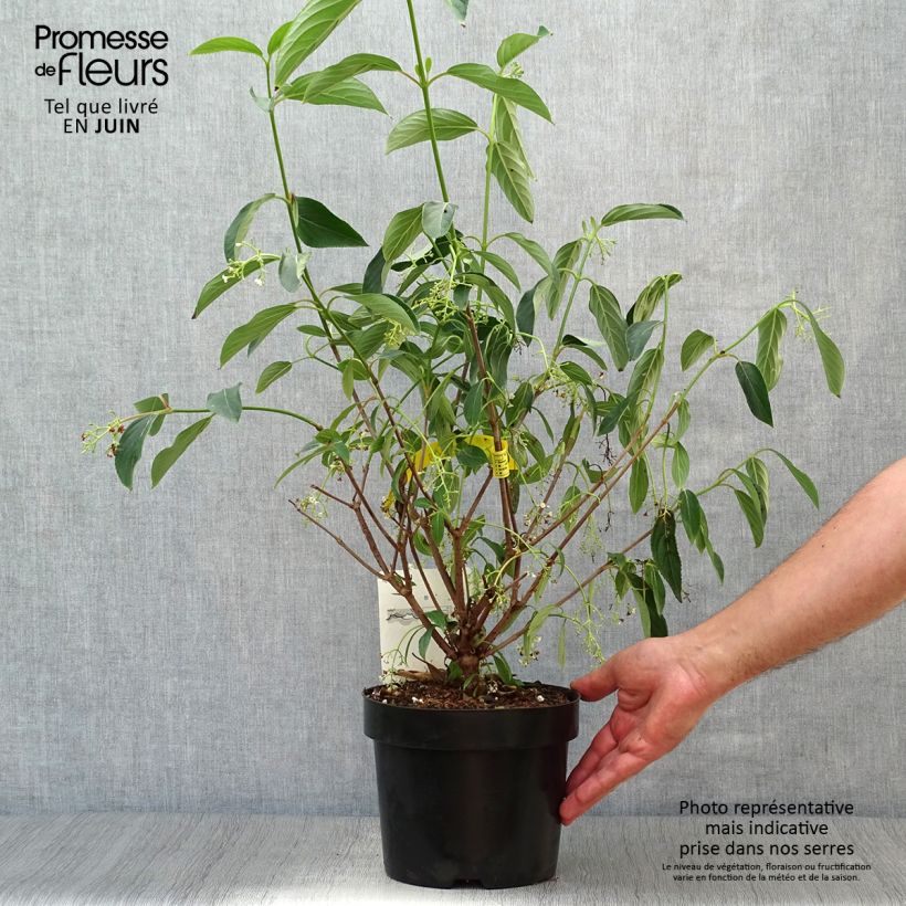 Ejemplar de Viburnum hillieri Winton - Viburno Maceta 3L/4LAltura de entrega aprox. 40/50cm entregado en verano