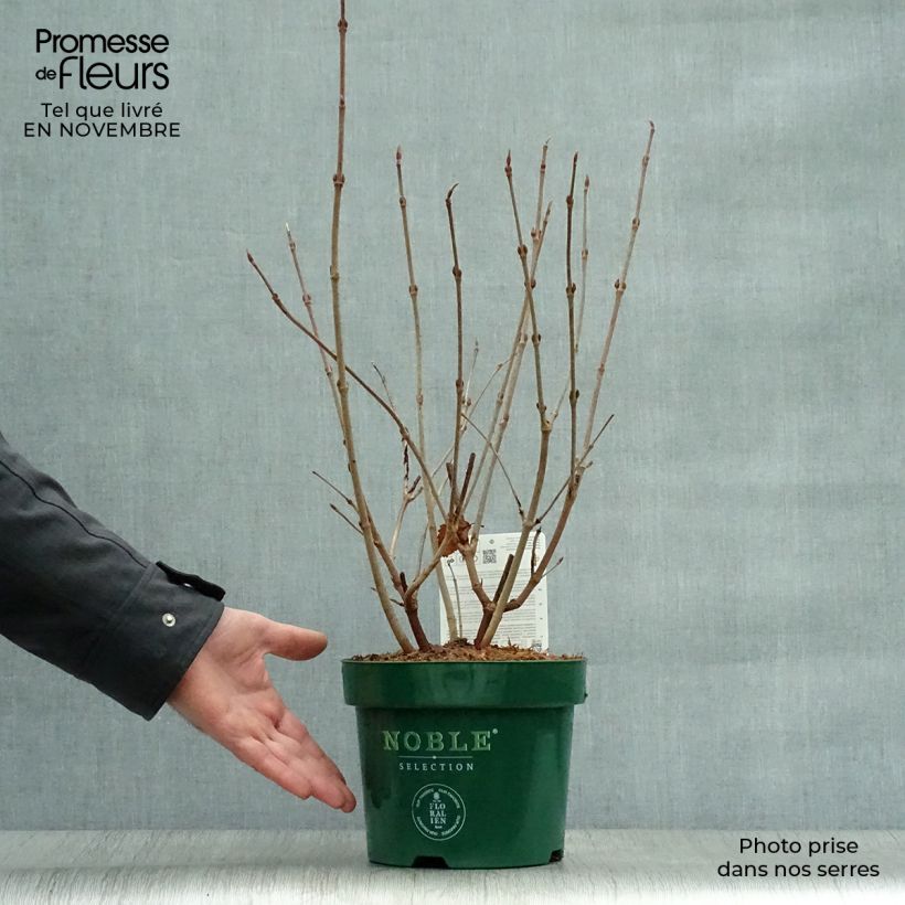 Ejemplar de Viburnum plicatum Grandiflorum Noble - Viburno de China Maceta 2L/3L entregado en otoño