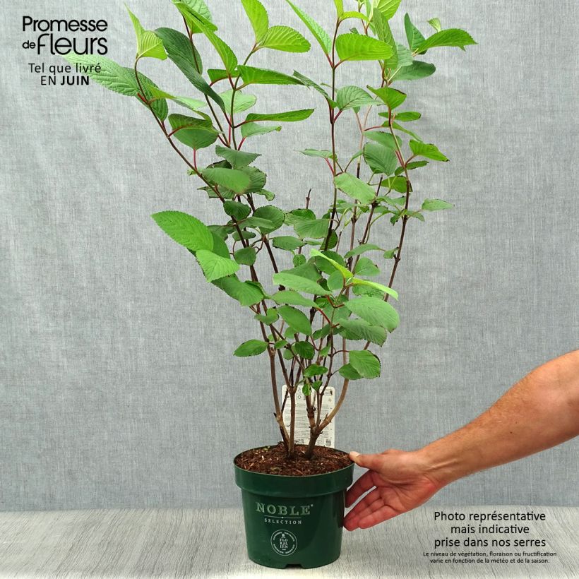 Ejemplar de Viburnum plicatum Grandiflorum Noble - Viburno de China Maceta 2L/3LAltura de entrega aprox. 40/50cm entregado en verano