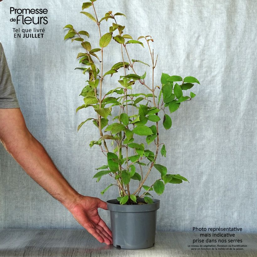 Ejemplar de Viburnum plicatum Pink Beauty - Viburno de China Maceta 2L/3L entregado en verano