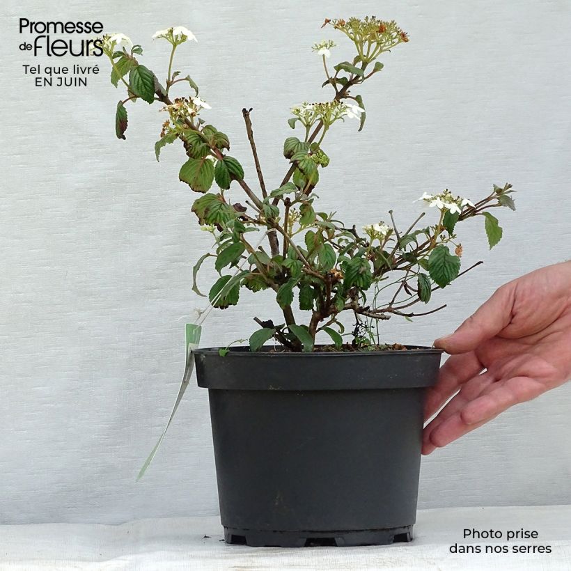 Ejemplar de Viburnum plicatum Summer Snow Flake - Viburno de China Maceta 2L/3LAltura de entrega aprox. 30/40cm entregado en verano