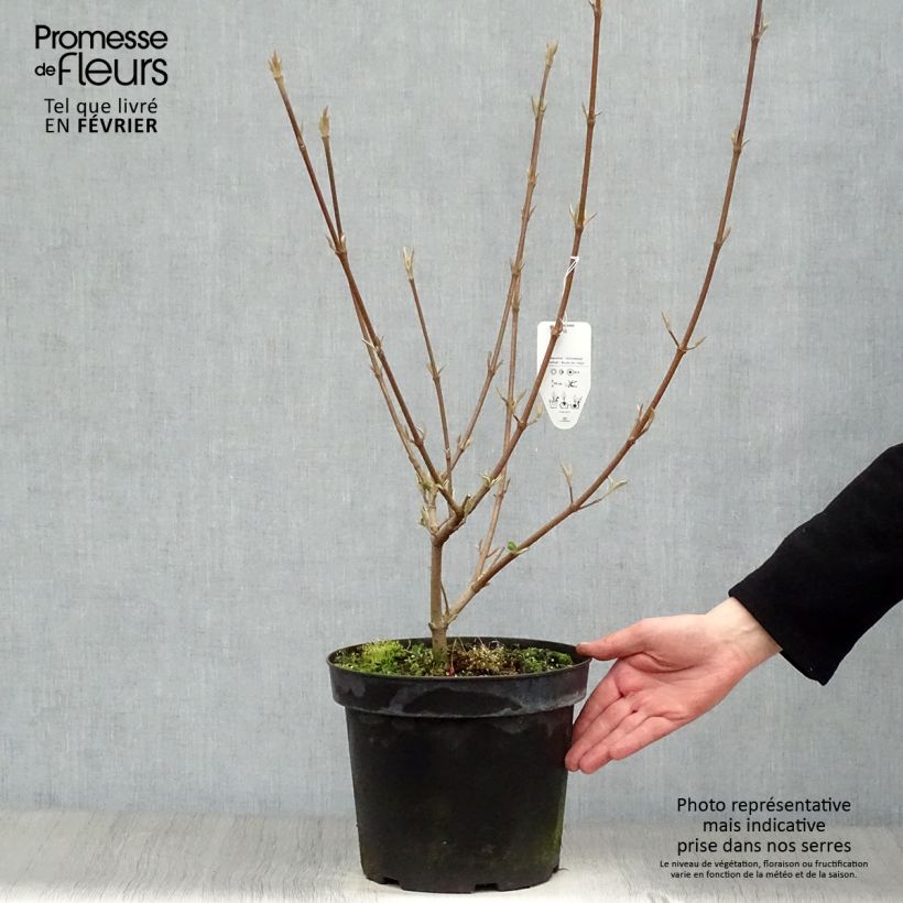 Viburnum carlcephalum - Viburno Maceta 7,5L/10L Ejemplar entregado en invierno