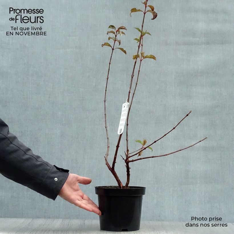 Ejemplar de Viburnum bodnantense Dawn - Viburno Maceta 2L/3L entregado en otoño