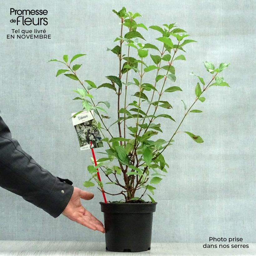 Ejemplar de Viburnum farreri - Viburno Maceta 2L/3L entregado en otoño